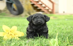Yorkiepoo dogs for sale: Cedar - Image 2