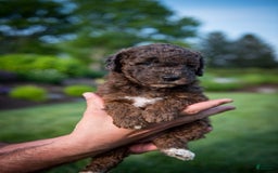Goldendoodle dogs for sale: Janet - Image 10