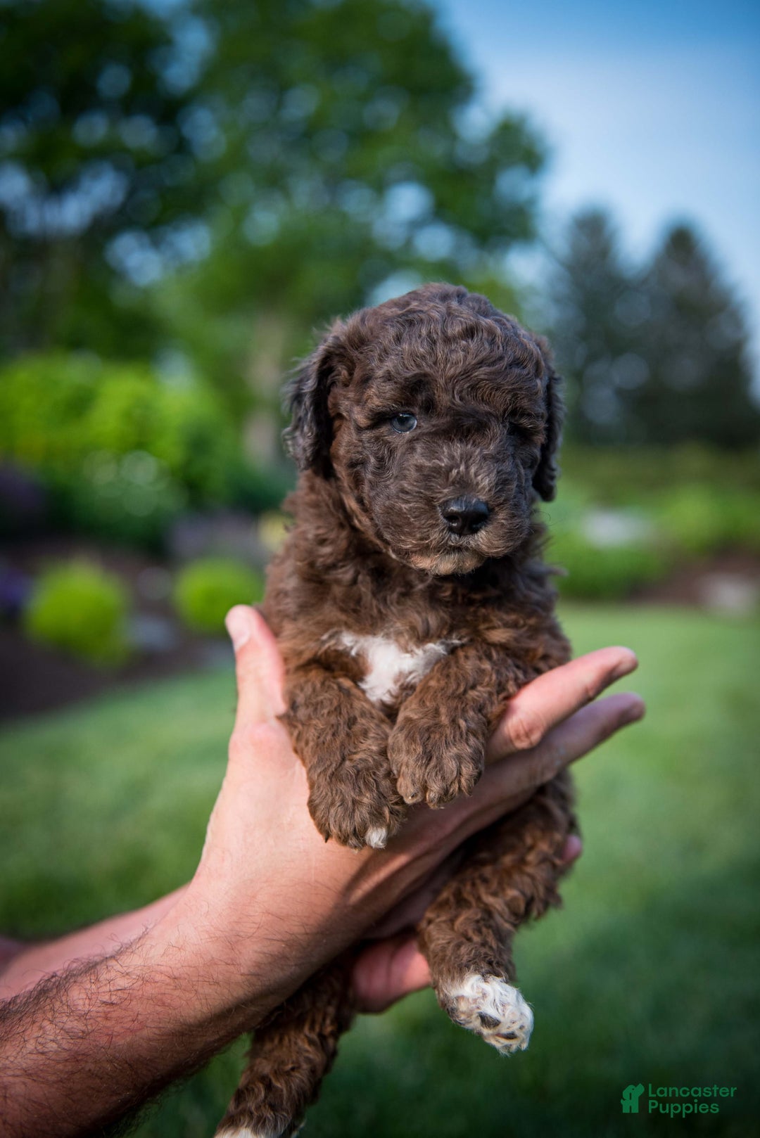 Goldendoodle dogs for sale: Janet - Image 10
