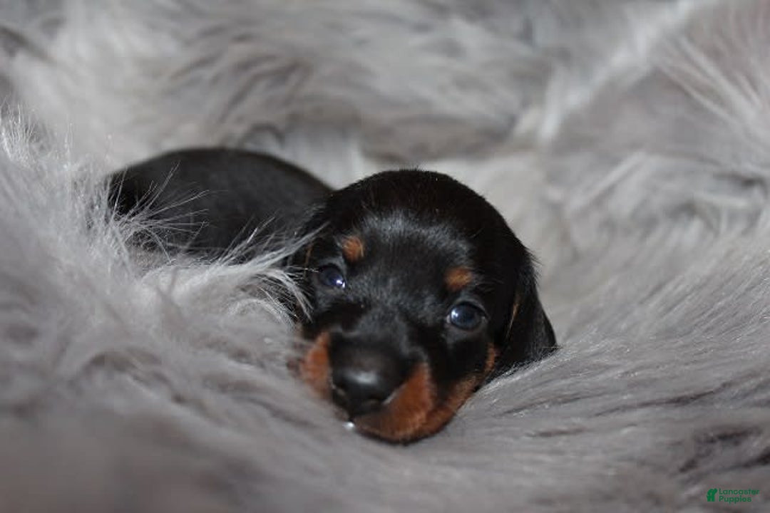 Dachshund dogs for sale: Raven Girl 1 - Image 12