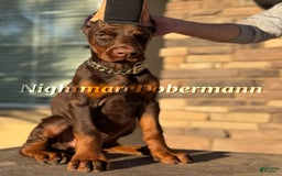 Doberman Pinscher dogs for sale: Buchana - Image 3