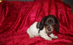 Miniature Dachshund dogs for sale: Chloe Mini - Image 9