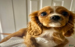 Cavalier King Charles Spaniel dogs for sale: Cola - Image 6