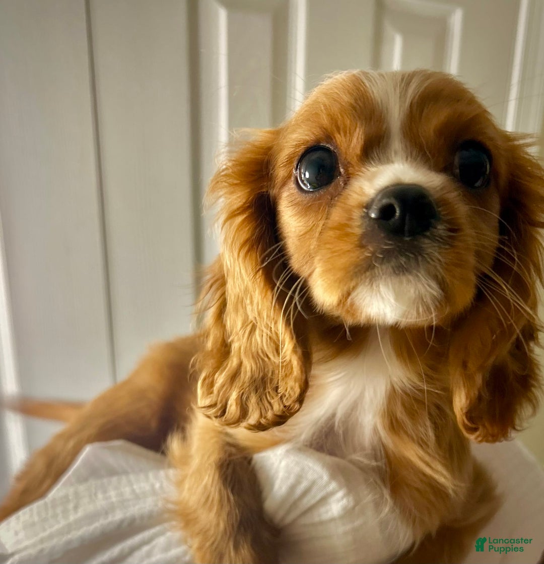 Cavalier King Charles Spaniel dogs for sale: Cola - Image 6