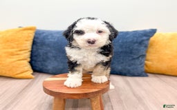 Mini Bernedoodle dogs for sale: Brooklyn - Image 28