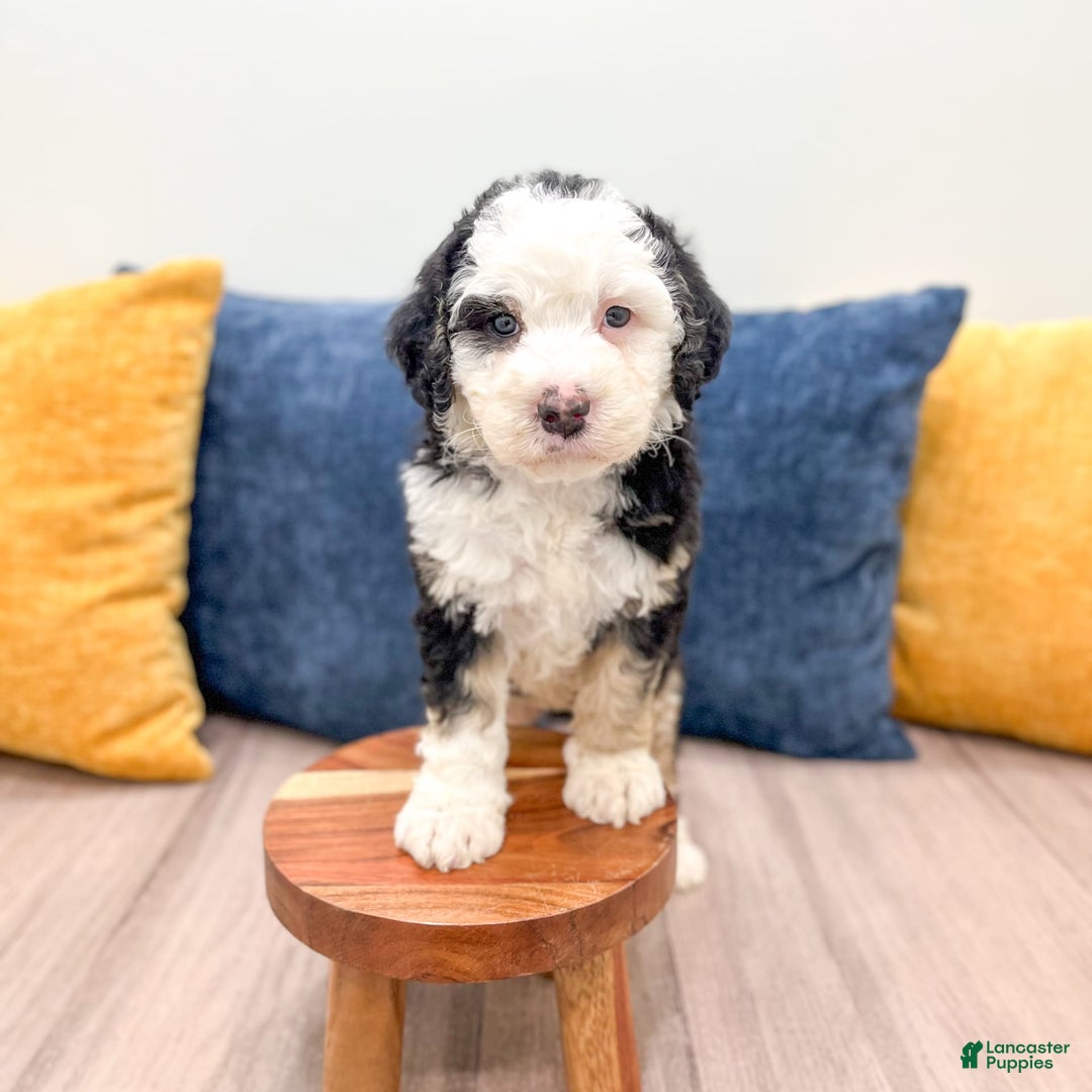 Mini Bernedoodle dogs for sale: Brooklyn - Image 28