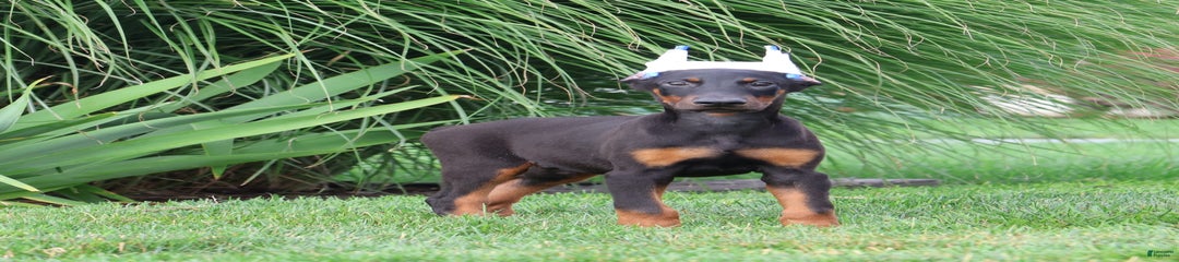 Flynn