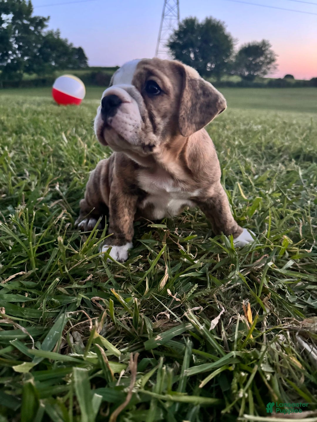 English Bulldog dogs for sale: Desial - Image 3