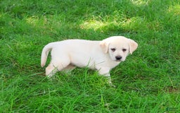 Labrador Retriever dogs for sale: Labrador Retriever 8 puppies - Image 7