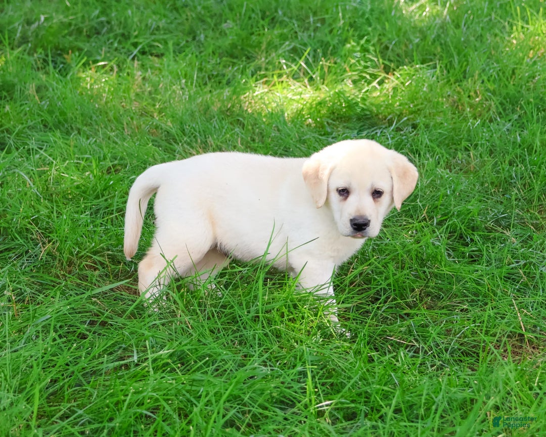Labrador Retriever dogs for sale: Labrador Retriever 8 puppies - Image 7