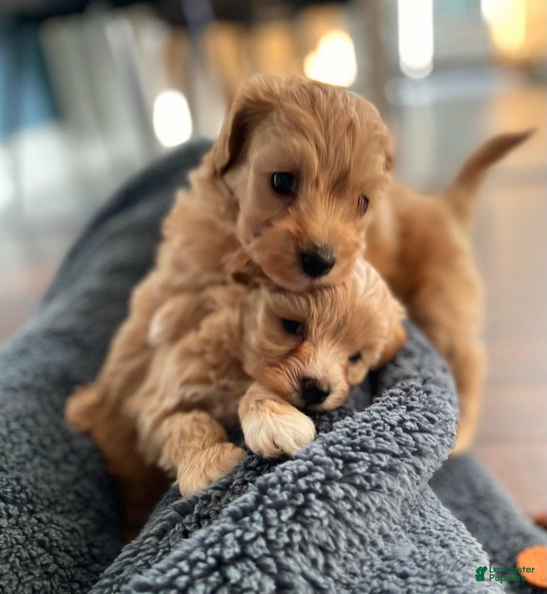 Maltipoo dogs for sale: Bestie - Image 3