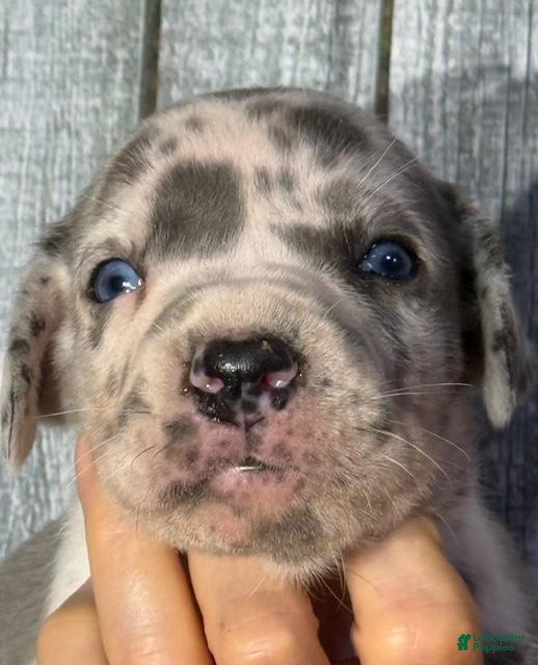 Great Dane dogs for sale: Great Dane 3 puppies - Image 9