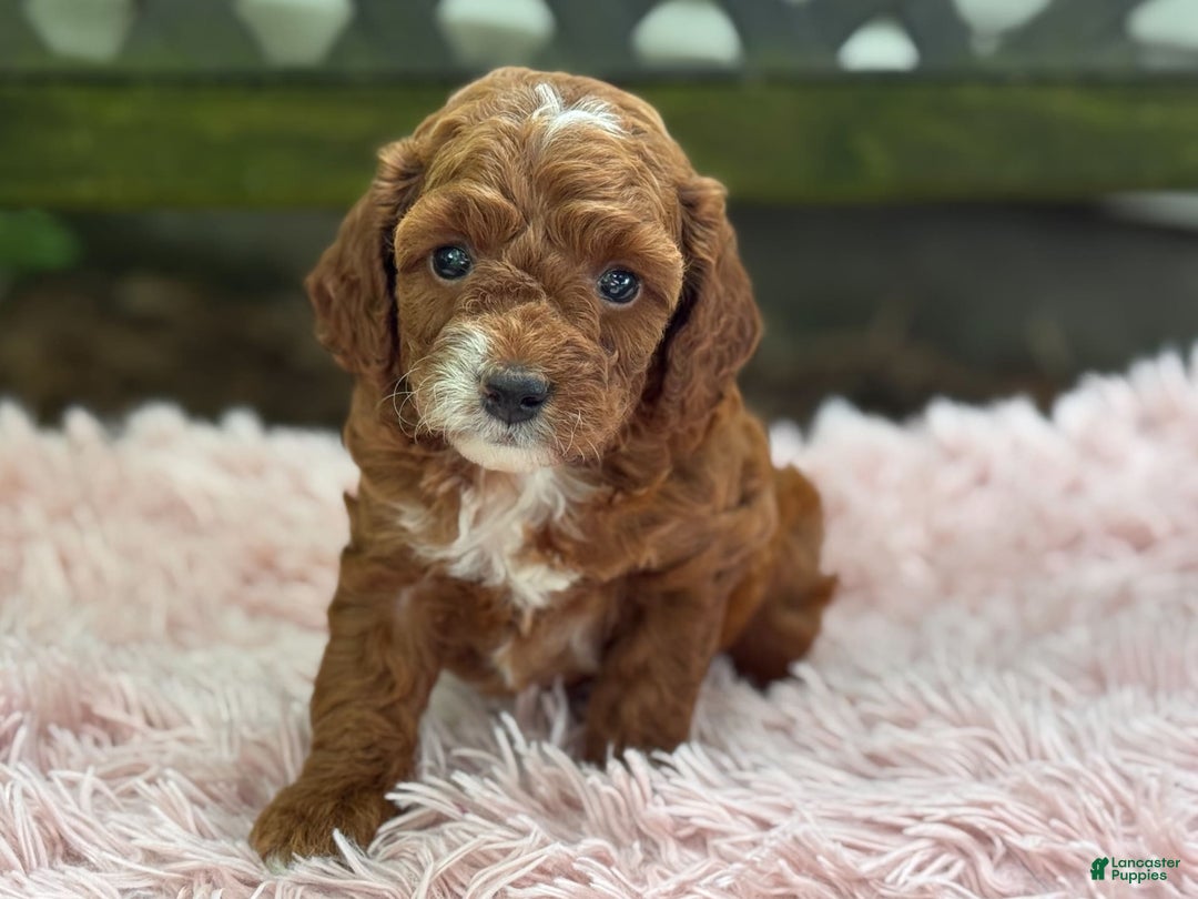 Cavapoo dogs for sale: Bella - Image 1