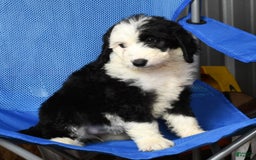 Sheepadoodle dogs for sale: Molly - Image 1
