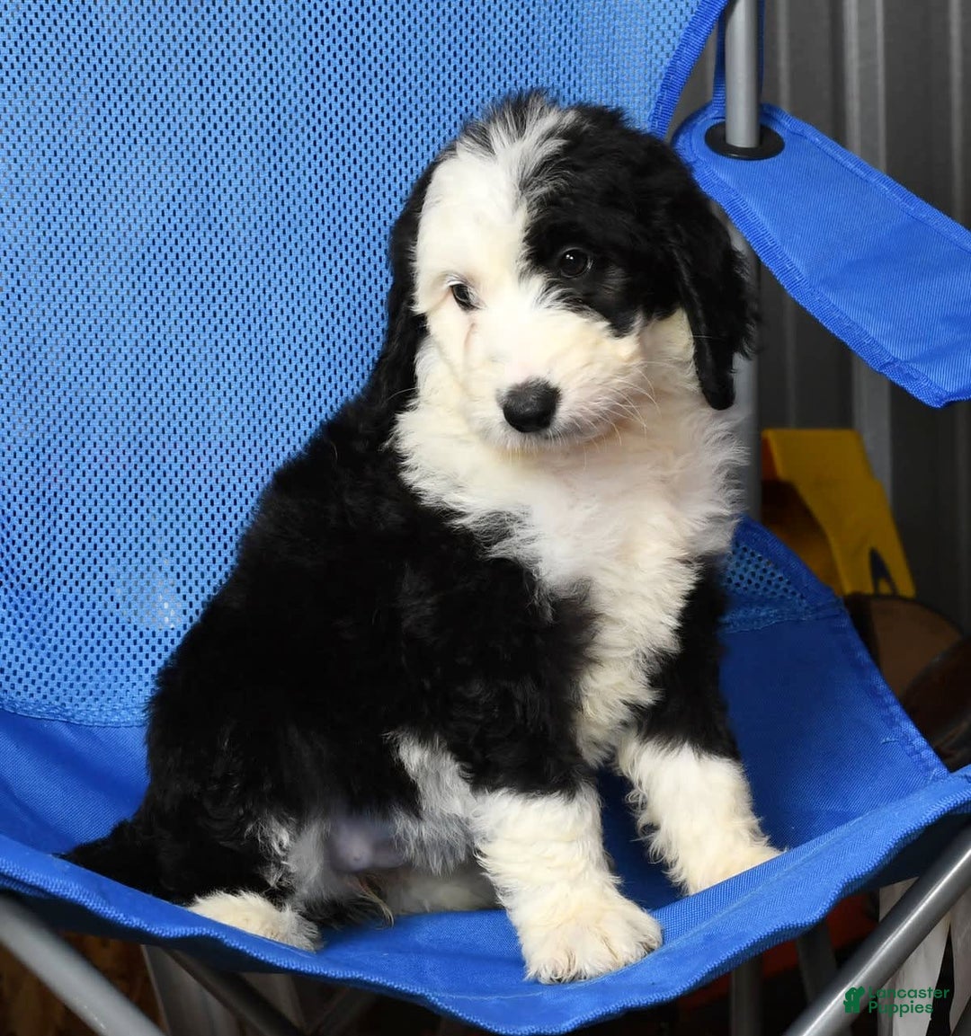 Sheepadoodle dogs for sale: Molly - Image 1