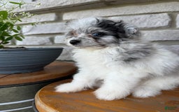 Pomapoo dogs for sale: Maverick - Image 2