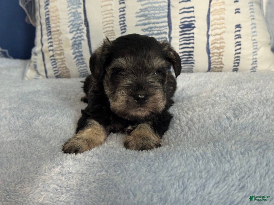 Miniature Schnauzer dogs for sale: Gypsy Male 1 - Image 1