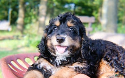 Mini Bernedoodle dogs for sale: Jasper - Image 7