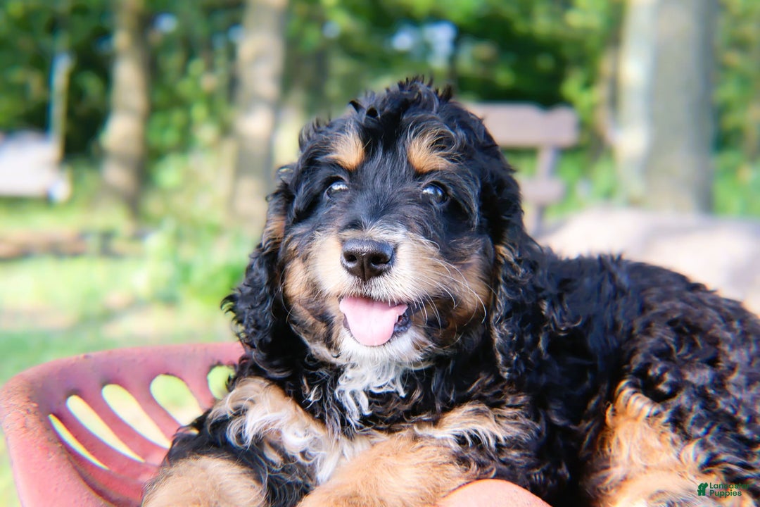 Mini Bernedoodle dogs for sale: Jasper - Image 7
