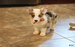 Welsh Corgi Pembroke dogs for sale: Mrs Red - Image 1