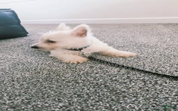 West Highland Terrier dogs for sale: Sterling - Image 3