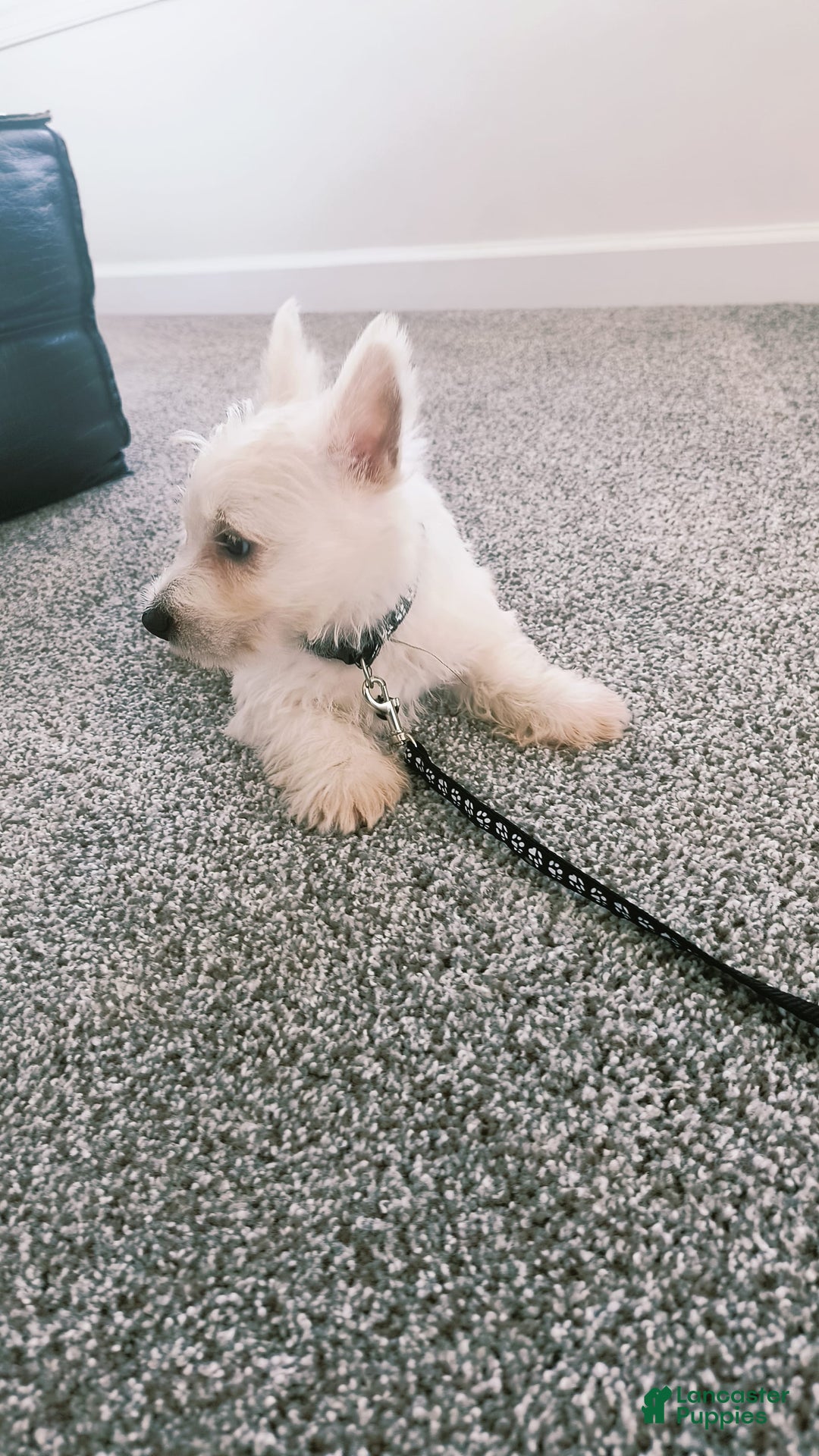 West Highland Terrier dogs for sale: Sterling - Image 3