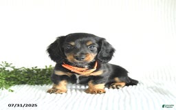 Miniature Dachshund dogs for sale: Randall - Image 4