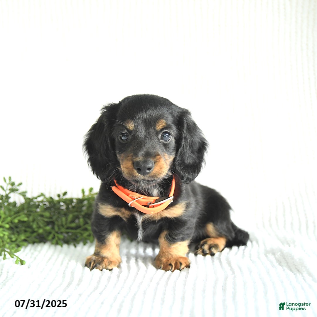 Miniature Dachshund dogs for sale: Randall - Image 4
