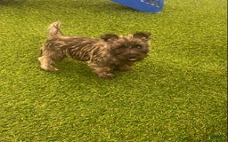 Cairn Terrier dogs for sale: Piper - Image 1