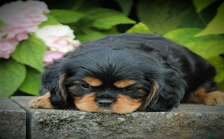 Cavalier King Charles Spaniel dogs for sale - Ad 2