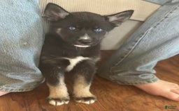 Gerberian Shepsky dogs for sale: Pixy - Image 8