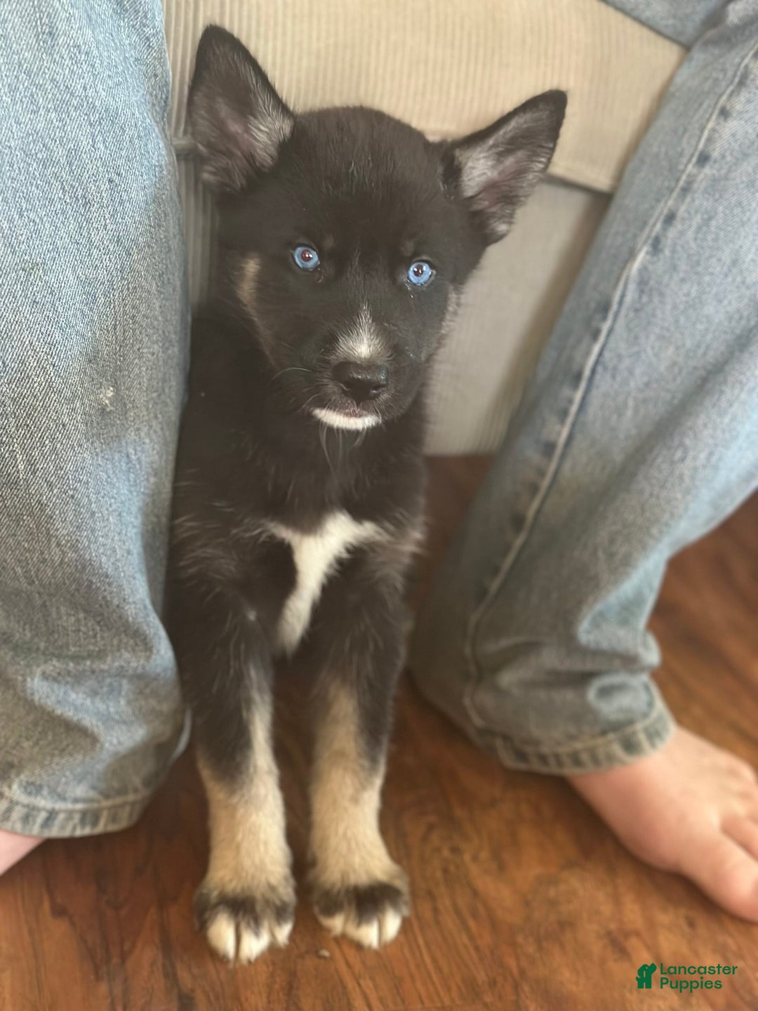 Gerberian Shepsky dogs for sale: Pixy - Image 8