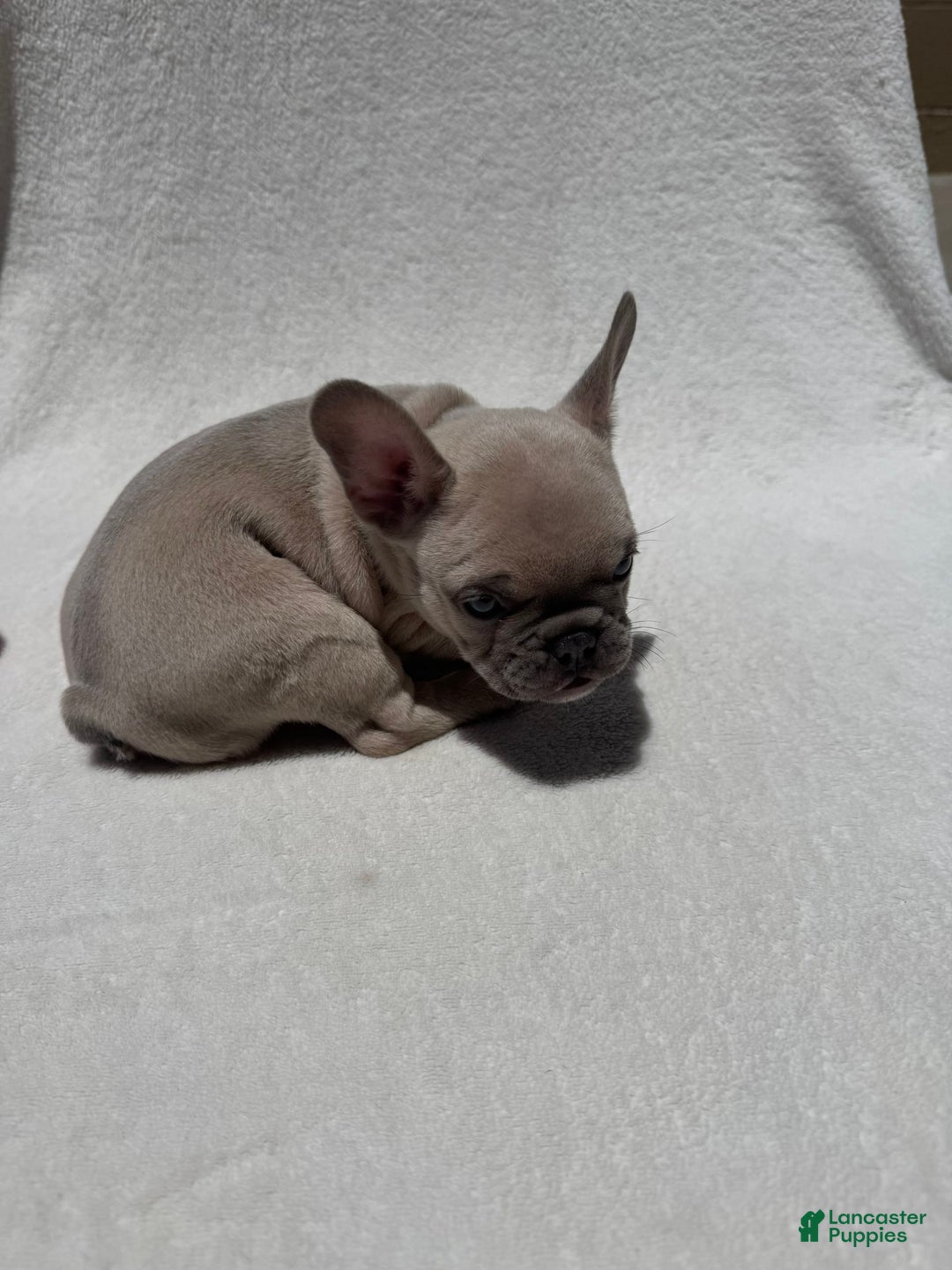 French Bulldog dogs for sale: Nigel - Image 6