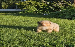 Australian Shepherd dogs for sale: Miss Cutie Pie - Image 1