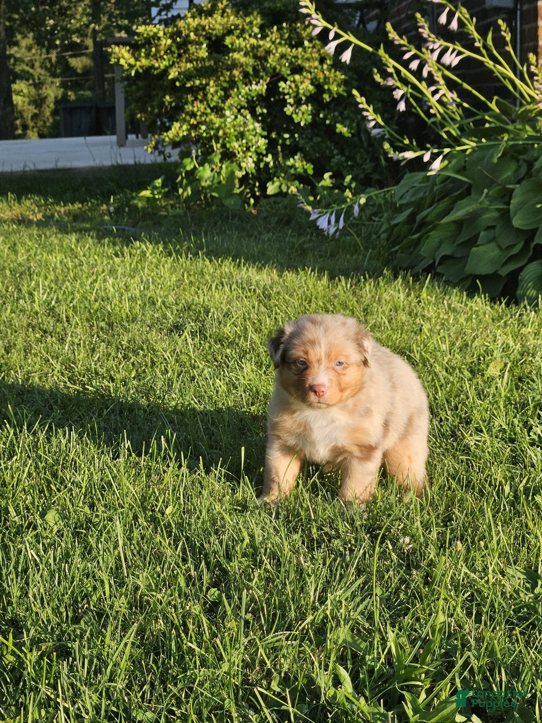 Australian Shepherd dogs for sale: Miss Cutie Pie - Image 1