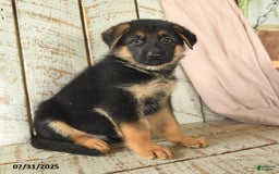 German Shepherd dogs for sale: Wilson - Image 4