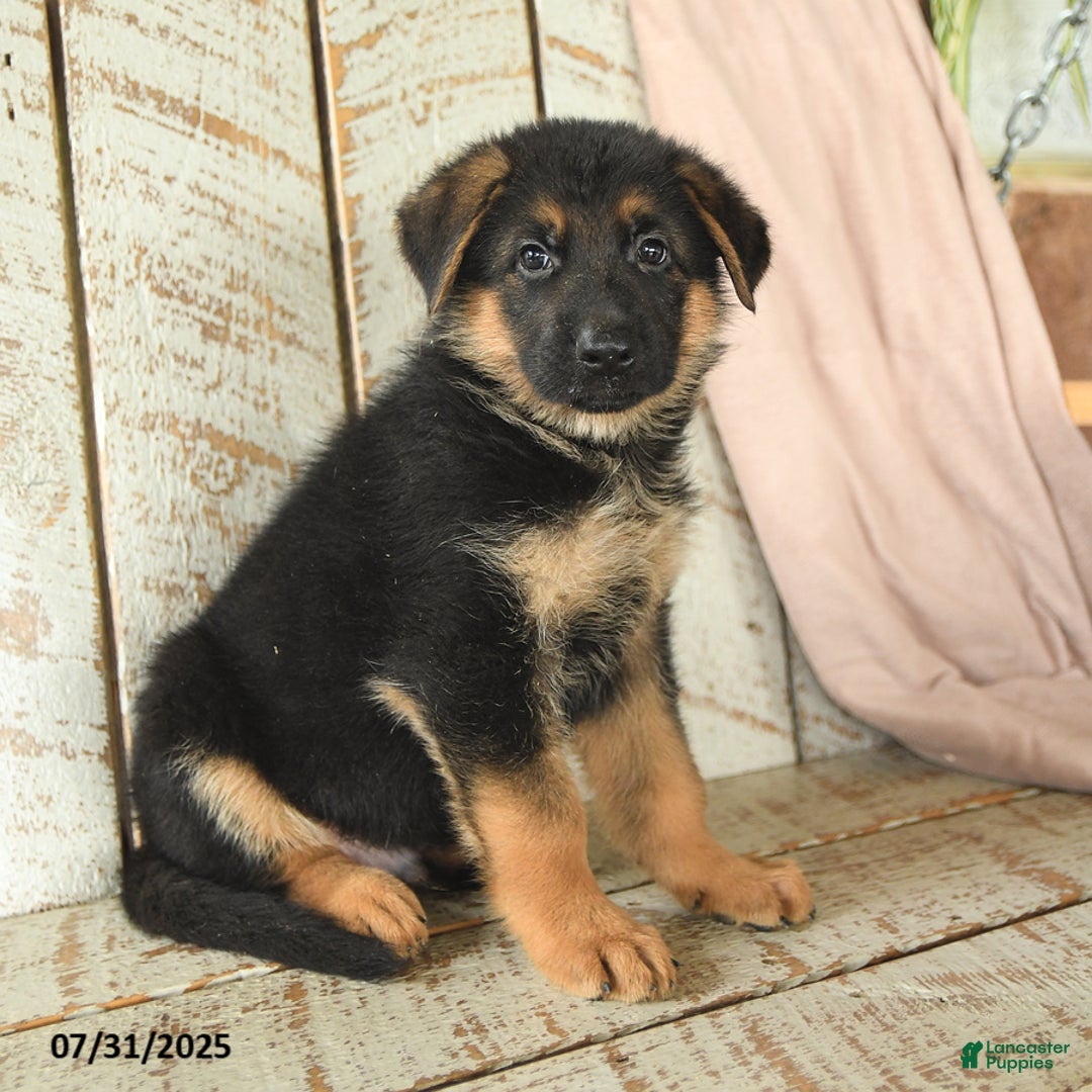 German Shepherd dogs for sale: Wilson - Image 4