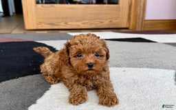 Maltipoo dogs for sale: Shanna - Image 3