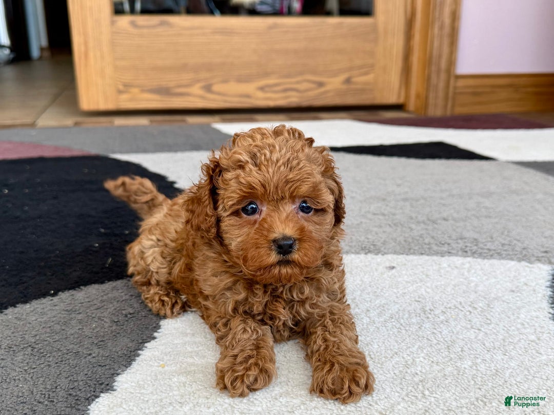 Maltipoo dogs for sale: Shanna - Image 3