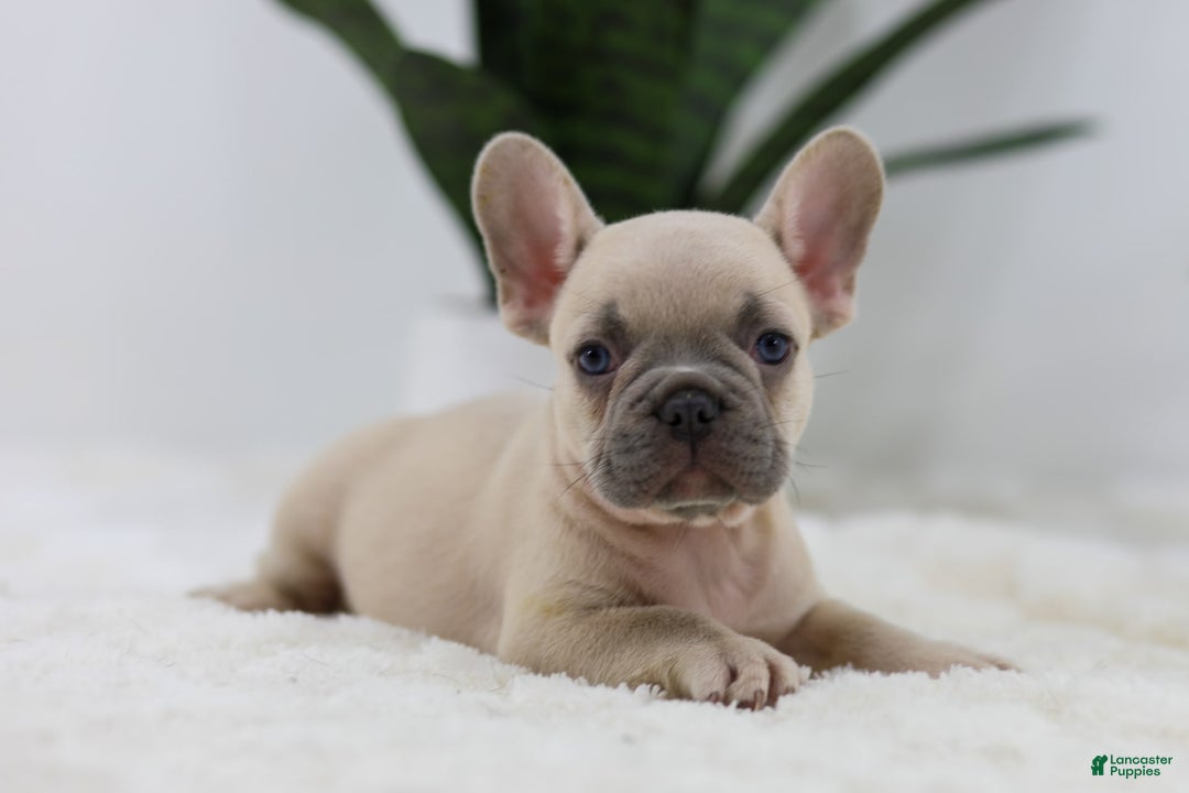 French Bulldog dogs for sale: French Bulldog 5 puppies - Image 22