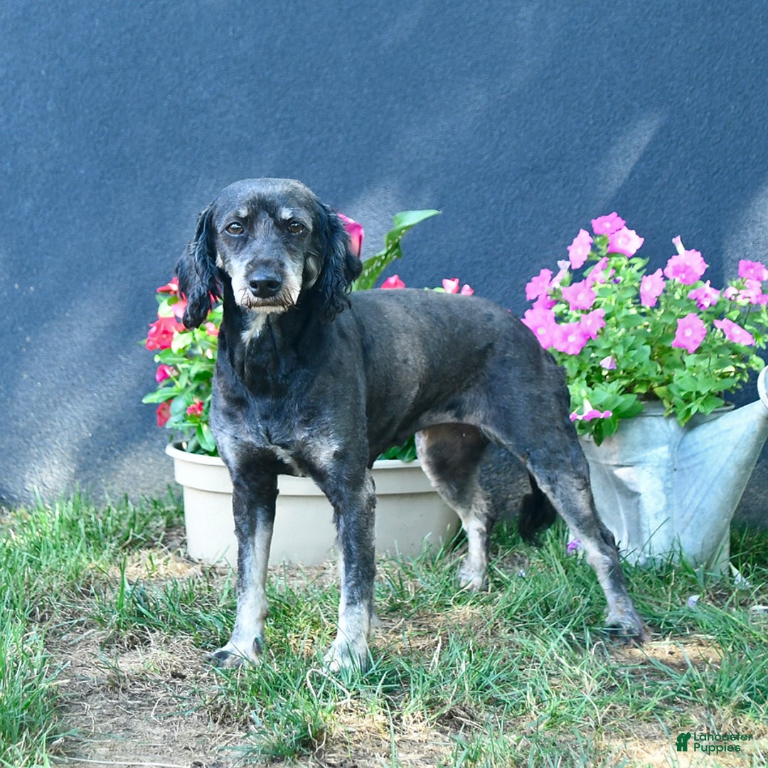 Bernedoodle dogs for sale: Crystal - Image 1