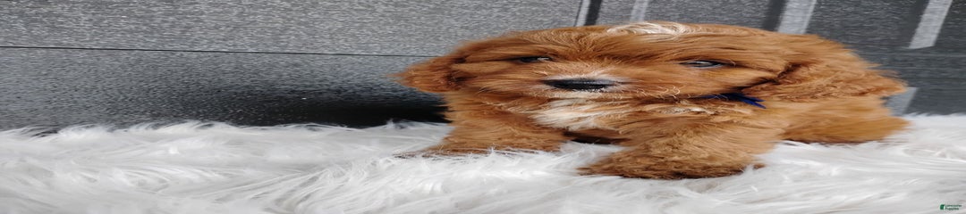 Peanut