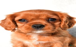 Cavalier King Charles Spaniel dogs for sale: Cavalier King Charles Spaniel 2 puppies - Image 3