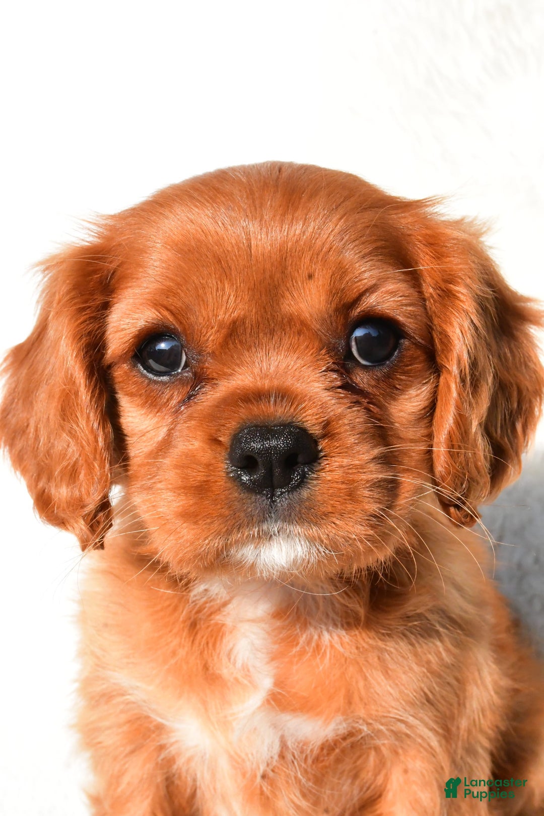 Cavalier King Charles Spaniel dogs for sale: Cavalier King Charles Spaniel 2 puppies - Image 3