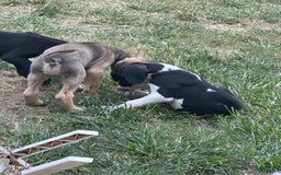 Great Dane dogs for sale: Blue Boy - Image 2