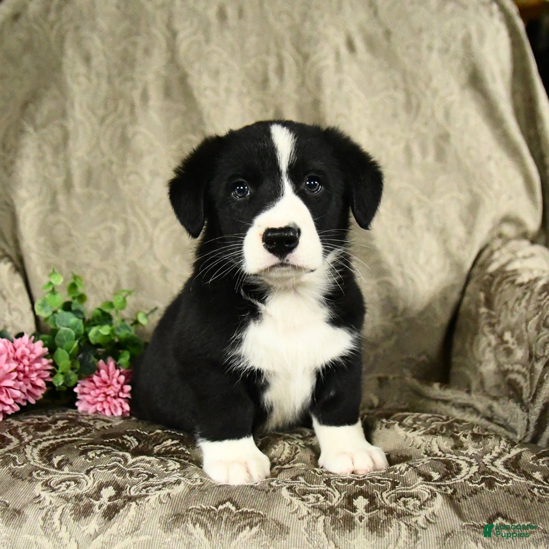 Bernese Mountain Dog dogs for sale: Felix - Image 1