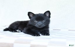 Pomsky dogs for sale: Bubbles - Image 3