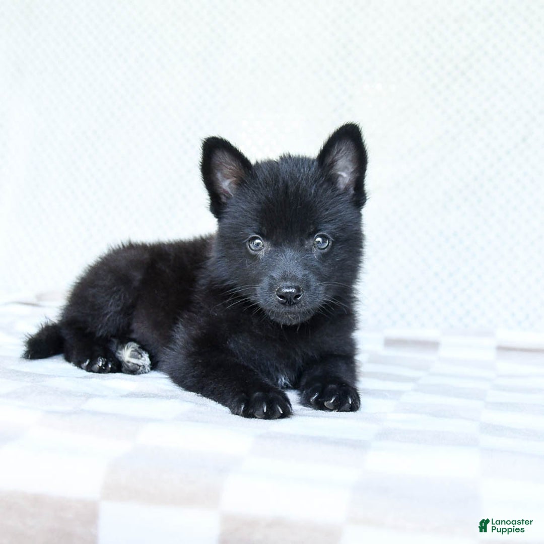 Pomsky dogs for sale: Bubbles - Image 3