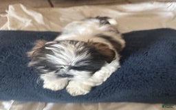 Shih Tzu dogs for sale: Emunah - Image 4