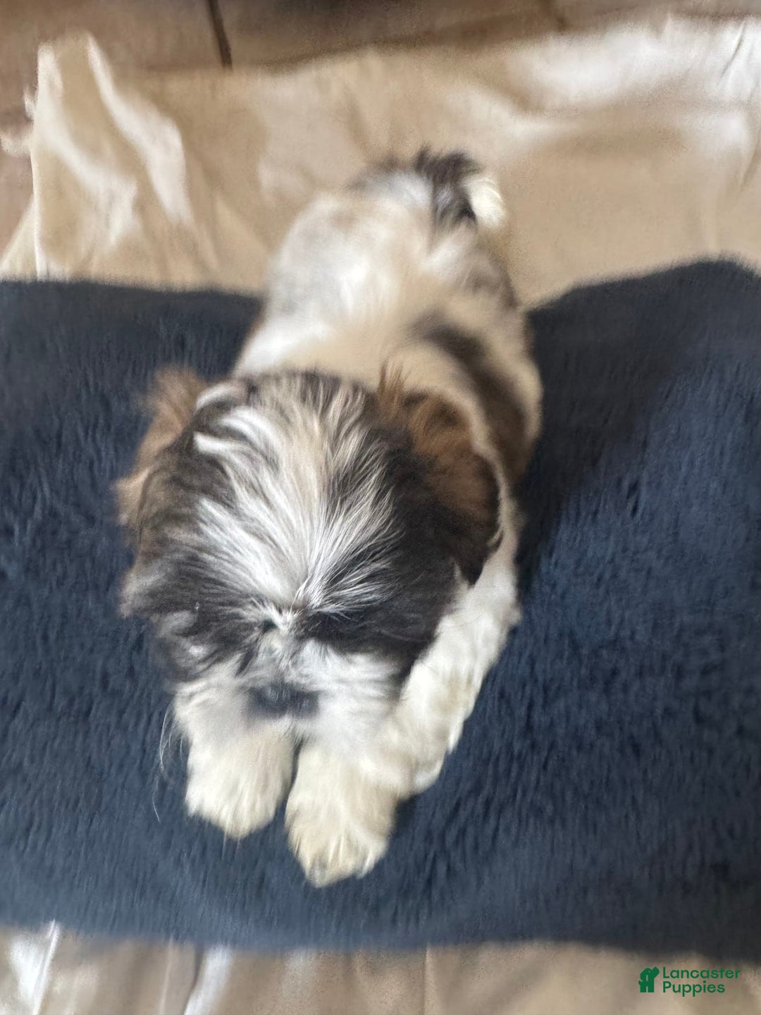 Shih Tzu dogs for sale: Emunah - Image 4